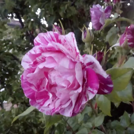 Rosalu Couette-café